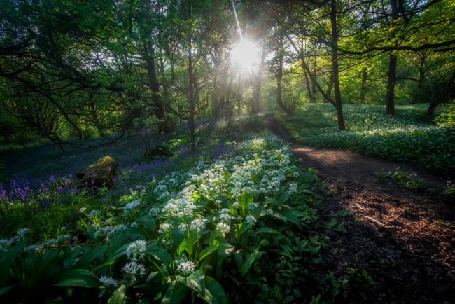 Обои картинки фото природа, лес, простор