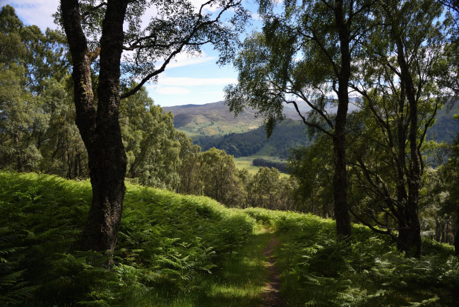 Обои картинки фото природа, лес, простор