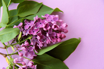 Картинка цветы сирень фиолетовый карты цветок