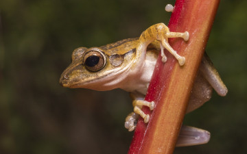Картинка животные лягушки лягушка древесная стебель