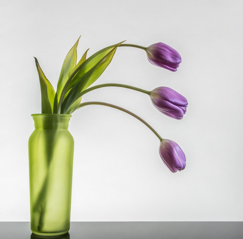 Обои картинки фото цветы, тюльпаны