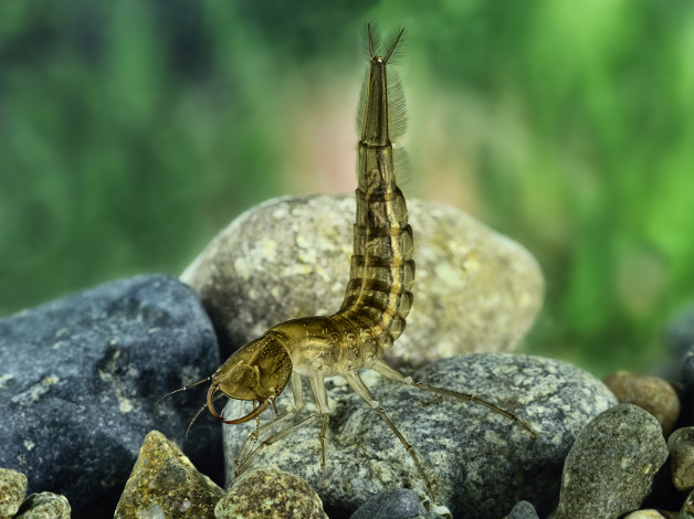 Обои картинки фото животные, насекомые, личинка, стрекозы