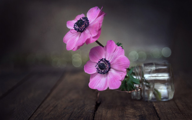 Обои картинки фото цветы, анемоны,  сон-трава