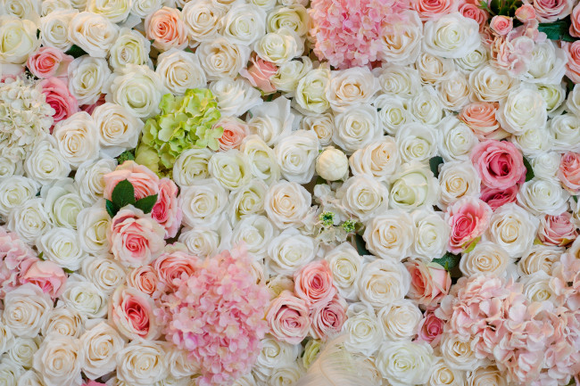 Обои картинки фото цветы, разные вместе, рлзы