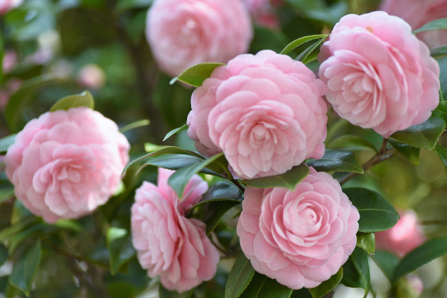 Обои картинки фото цветы, камелии, камелия, весна, цветение