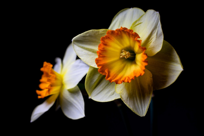 Обои картинки фото цветы, нарциссы, макро