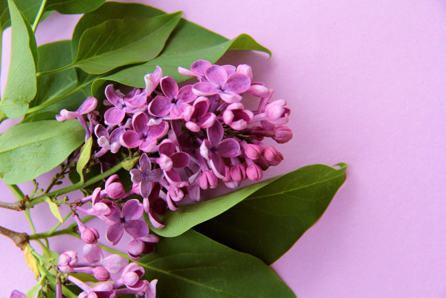 Обои картинки фото цветы, сирень, фиолетовый, карты, цветок