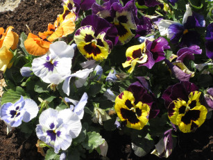 Картинка цветы анютины+глазки+ садовые+фиалки анютины глазки