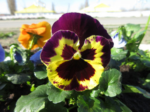 Картинка цветы анютины+глазки+ садовые+фиалки анютины глазки