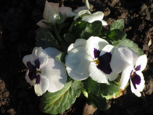 Картинка цветы анютины+глазки+ садовые+фиалки анютины глазки