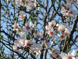 Картинка цветы цветущие+деревья+ +кустарники абрикос