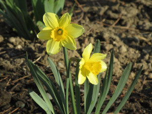 Картинка цветы нарциссы