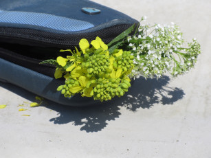 Картинка цветы разные+вместе букетик