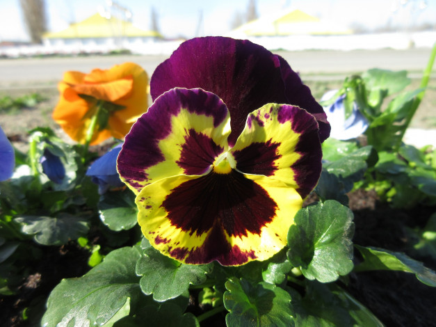 Обои картинки фото цветы, анютины глазки , садовые фиалки, анютины, глазки