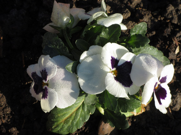 Обои картинки фото цветы, анютины глазки , садовые фиалки, анютины, глазки