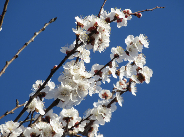 Обои картинки фото цветы, цветущие деревья ,  кустарники, абрикос