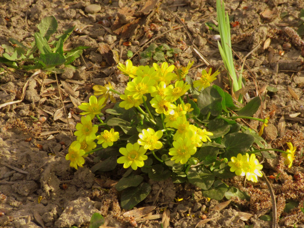 Обои картинки фото цветы, калужницы,  лютики, жёлтые
