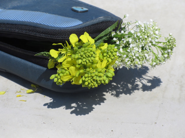 Обои картинки фото цветы, разные вместе, букетик