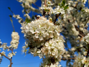 Картинка 11 04 2022 цветы цветущие+деревья+ +кустарники весна