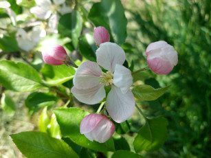 Картинка цветы цветущие+деревья+ +кустарники яблоня цветение весна 2022