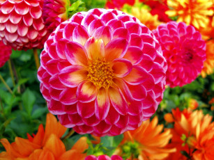 Картинка цветы георгины макро