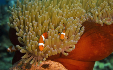 Картинка животные морская+фауна рыбы актиния
