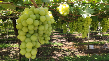 обоя природа, ягоды,  виноград, грозди, виноград