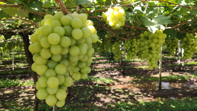 Обои картинки фото природа, ягоды,  виноград, грозди, виноград