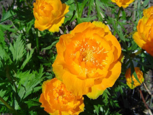 Картинка цветы калужницы лютики