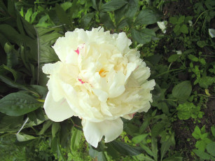 Картинка цветы пионы