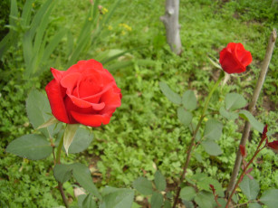 Картинка цветы розы