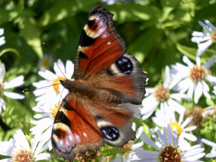 Картинка животные бабочки