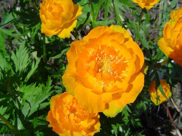 Обои картинки фото цветы, калужницы, лютики