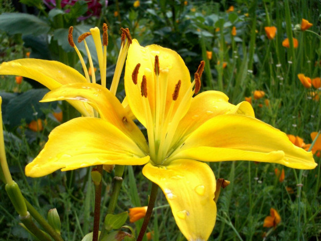 Обои картинки фото цветы, лилии, лилейники