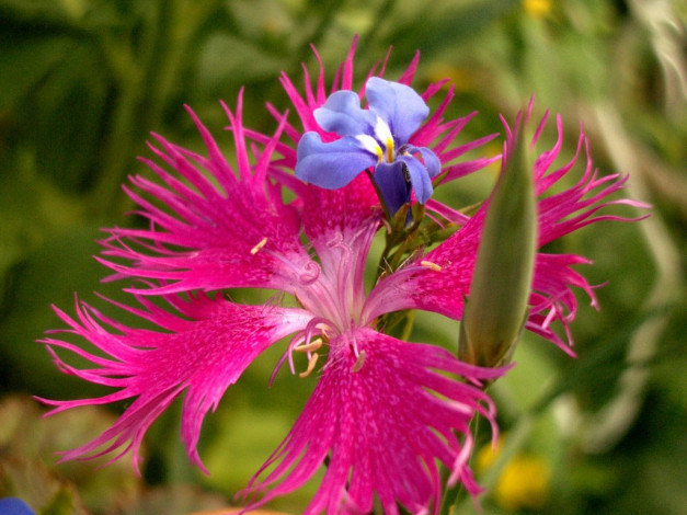 Обои картинки фото цветы, разные, вместе