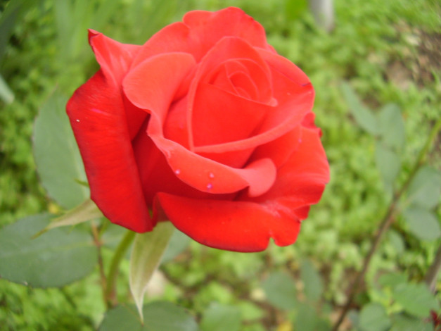 Обои картинки фото цветы, розы