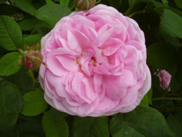 Обои картинки фото цветы, розы