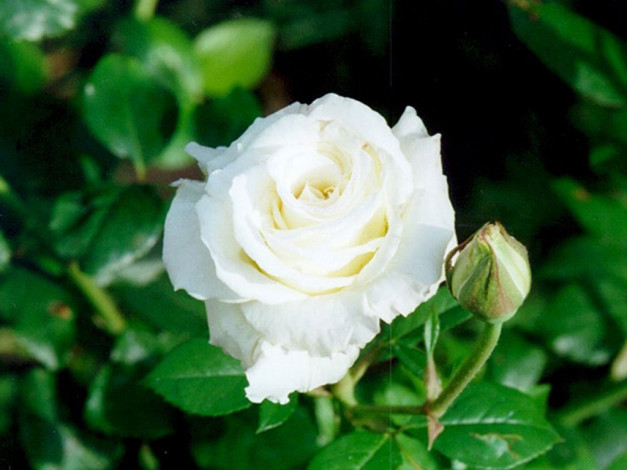 Обои картинки фото цветы, розы