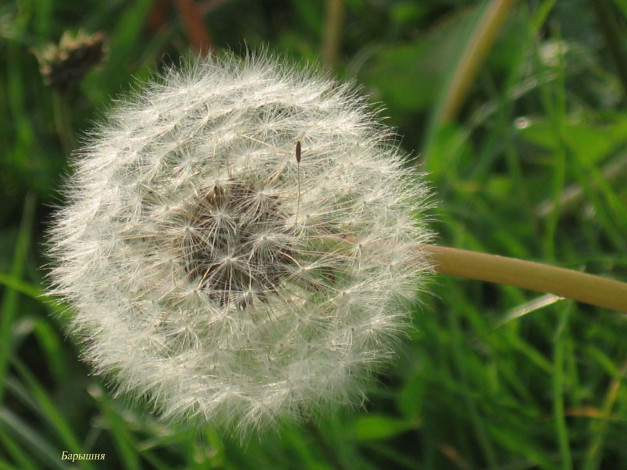 Обои картинки фото одуванчик, если, кто, не, знает, цветы, одуванчики