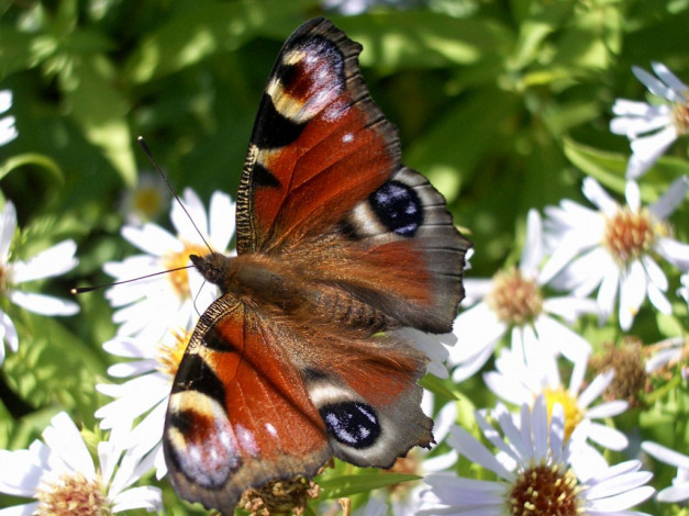 Обои картинки фото животные, бабочки