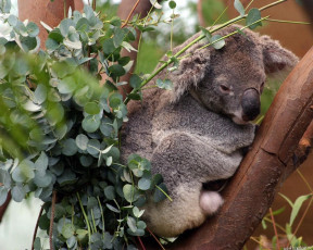 Картинка коала животные коалы