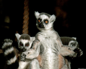 Картинка недоумение животные лемуры