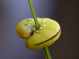 Картинка животные гусеницы