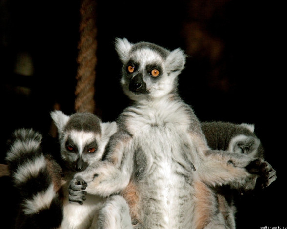 Обои картинки фото недоумение, животные, лемуры