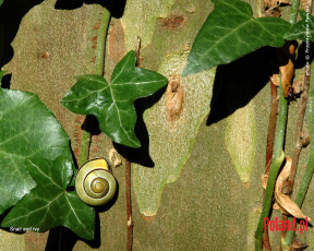 Картинка животные улитки