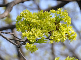 обоя цветы, цветущие, деревья, кустарники