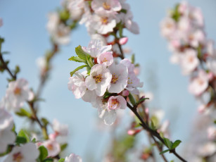 Картинка цветы цветущие деревья кустарники