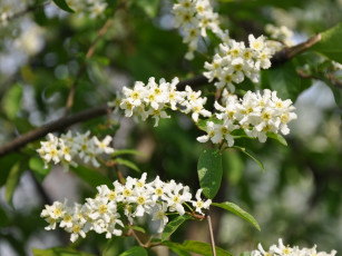 Картинка цветы цветущие деревья кустарники