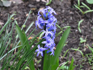 Картинка цветы гиацинты