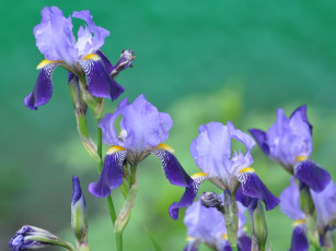 Картинка цветы ирисы